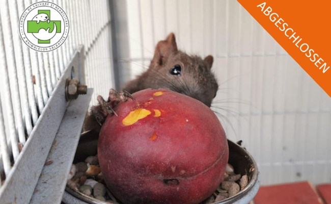 Abgeschlossen: Crowdfunding Gehege für kleine Säugetiere im SUST-Wildlife Rehabilitation Center